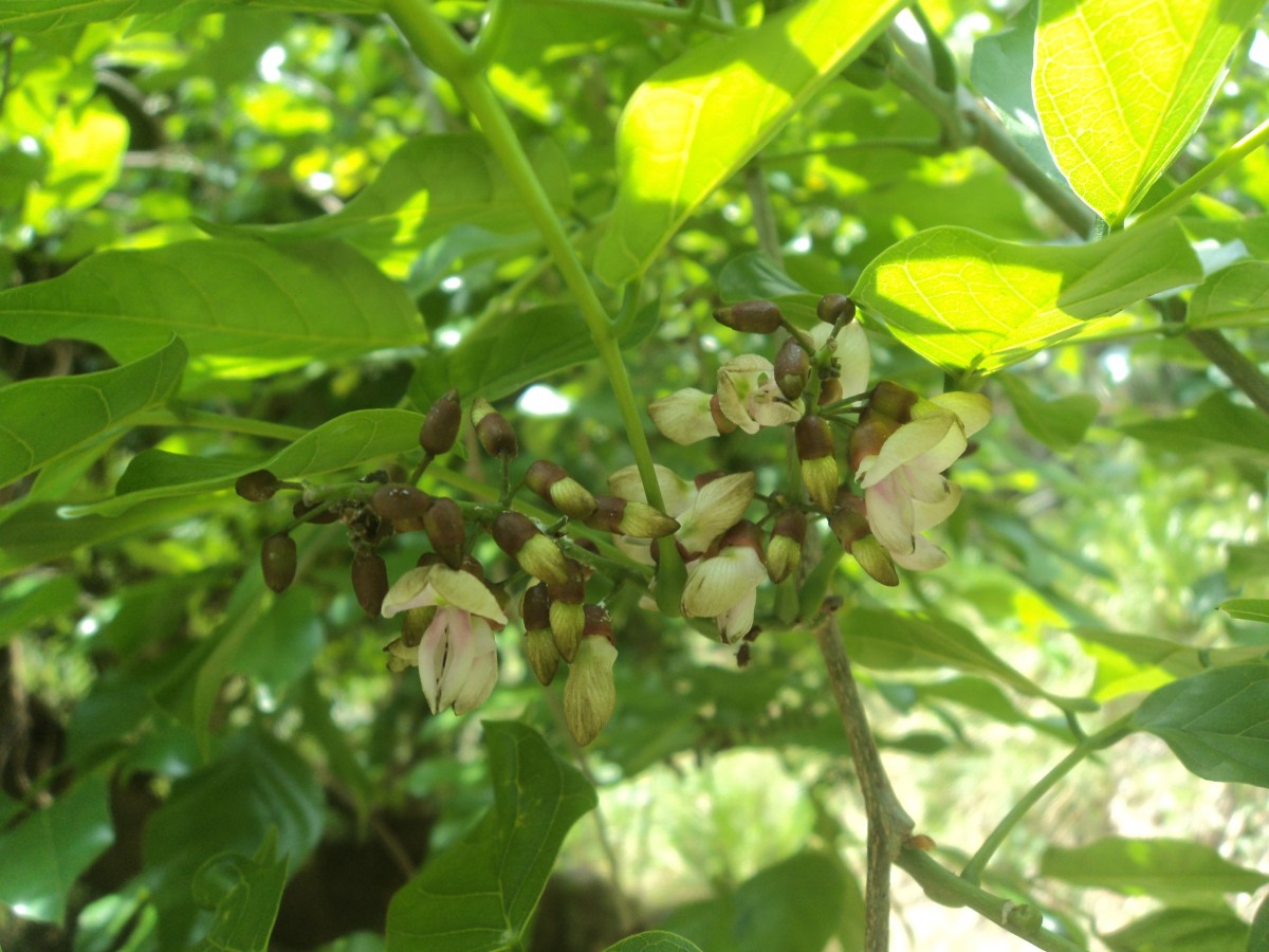 Pongamia pinnata (L.) Pierre